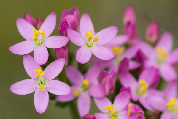 Beautiful yellow pink flower on meadow Stock Image