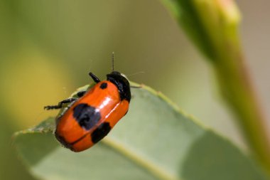 kırmızı siyah benekli karınca böceği