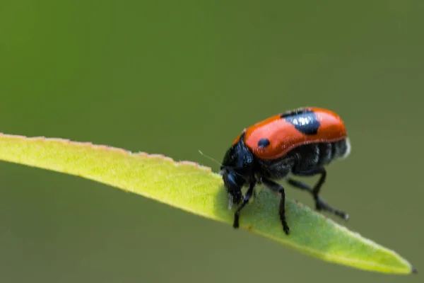 Besouro formiga manchado preto vermelho na grama — Fotografia de Stock