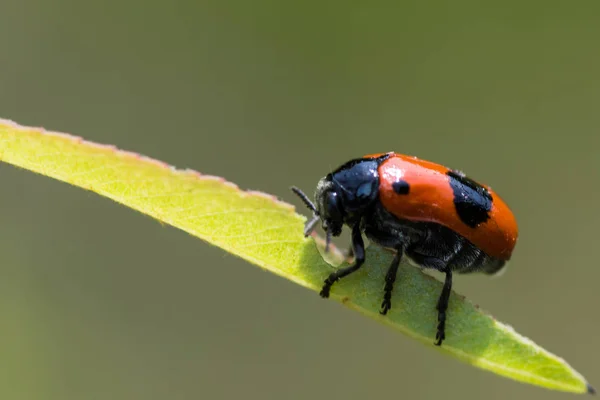 Vermelho preto manchado formiga volta besouro — Fotografia de Stock