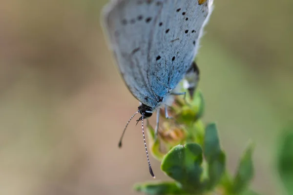 Farfalla blu seduta sulla foglia — Foto Stock