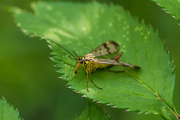 Mouche piquante jaune blanche assise sur la feuille — Photo