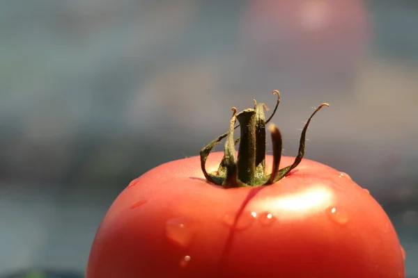 Tomato Light Background — Stock Photo, Image