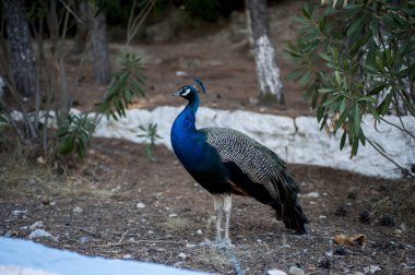 Rodos Adası güzel tavus kuşu