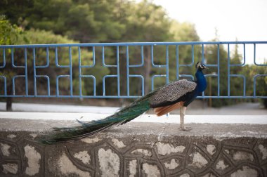Rodos Adası güzel tavus kuşu