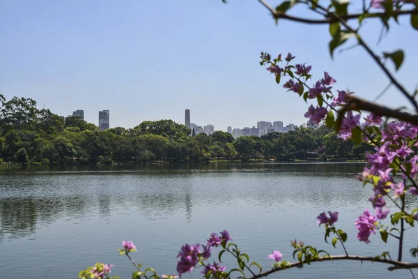Sao Paulo skyline, view from Parque Ibirapuera park