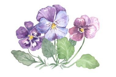 Çiçekler güzel suluboya bileşimi. Hercai menekşe. Menekşe. Suluboya