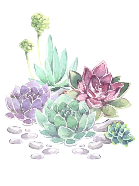 Beautiful Watercolor Composition Succulents Flowers Watercolor — Stock Photo, Image