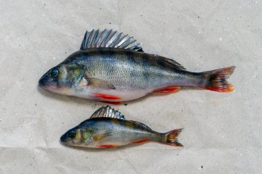 İki yakaladı tünemiş bir kağıt parçası üzerinde yalan