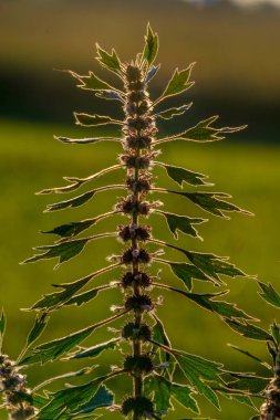 Çiçek açan Motherwort, Leonurus cardiaca, doğal bir ortamda akşamları, otsu bir bitki