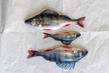 Üç yakaladı tünemiş bir kağıt parçası üzerinde yalan