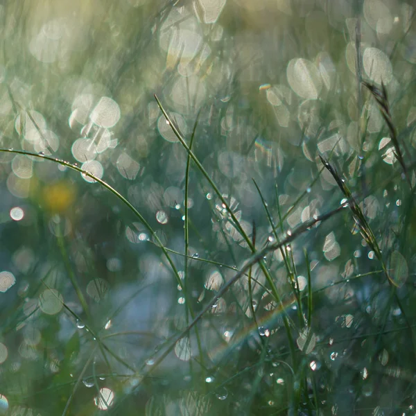 Grama Verde Depois Que Chuva Foi Fotografada Frente Sol Fundos — Fotografia de Stock