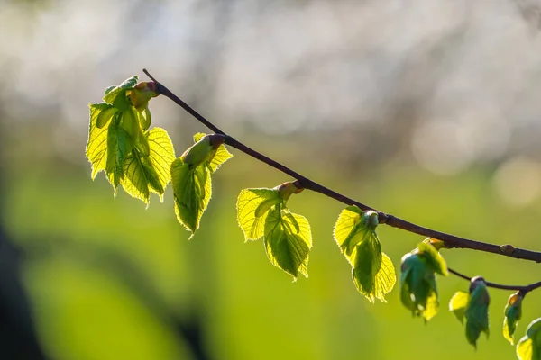Branch of linden tree, tilia cordata, with new leaves and bud in spring. Young fresh lime-tree leaves are on the twig in front of the sun.
