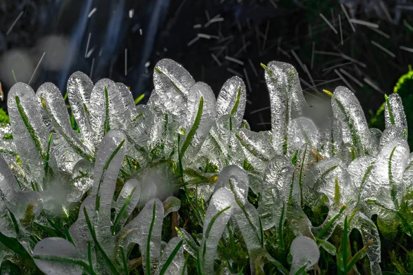 Herbe Gelée Devant Soleil Sourceon Par Matin Printemps Froid Ensoleillé — Photo