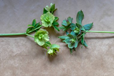 İki Hellebores çiçek: Helleborus viridis ve Helleborus purpurascens, çiçekli sonra. Çiçek bir kış gül, Noel gül veya Lenten gül denir. Üst te. Metin için kopyalama alanı ile