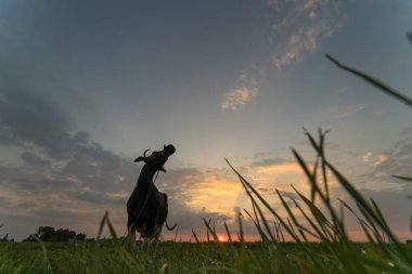 Gün batımında akşam bir alanda kırsal siluetli