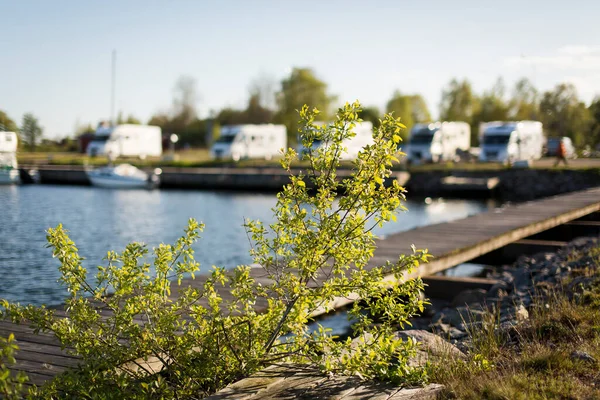 Camping Cars Parked Campground Green Leafs Focus Camping Cars Soft — Stock Photo, Image