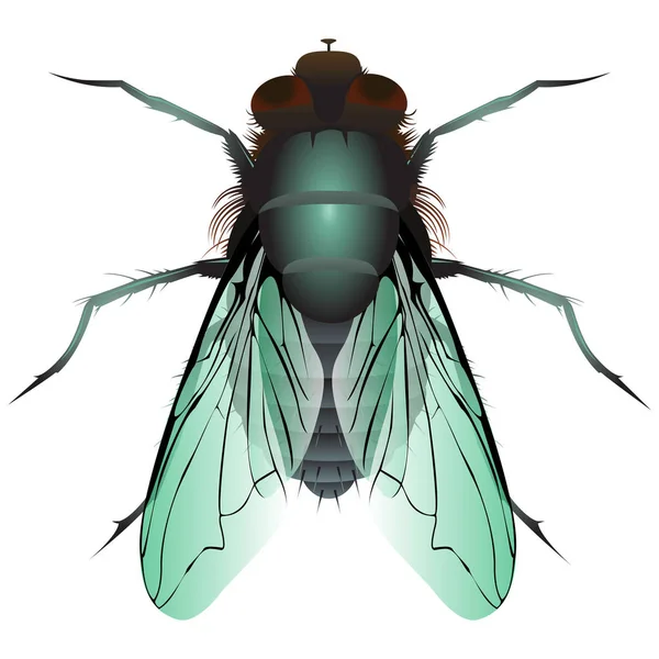 Mosca Hace Programa Vectorial — Vector de stock