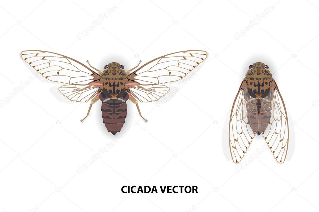 Cicadas insect vector on white background