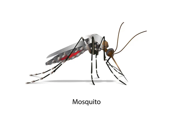 Lado Del Mosquito Sobre Fondo Blanco Aislado — Vector de stock