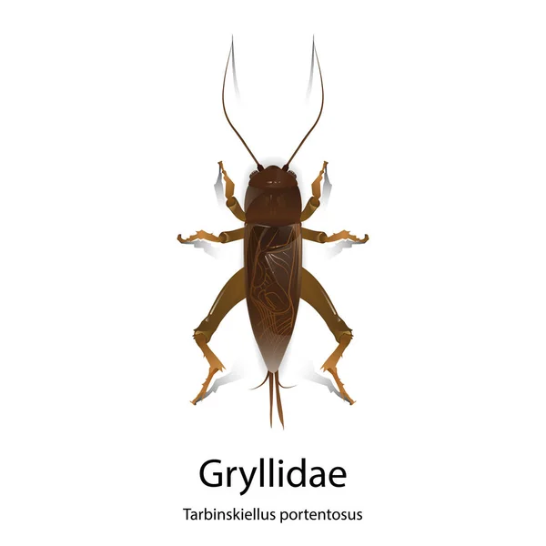 Gryllidae Vector Sobre Fondo Blanco Tarbinskiellus Portentosus Aislado — Vector de stock