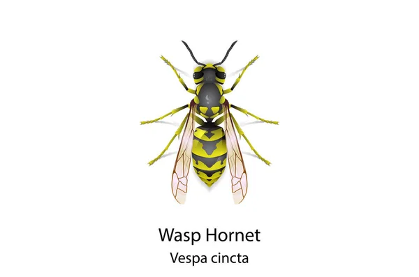 Wasp Vektor Fehér Alapon Darázs Hornet Vespa Cincta — Stock Vector