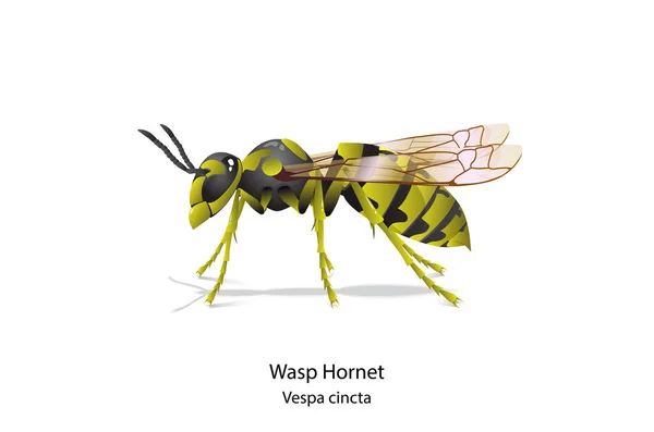 Bílém Pozadí Včela Warp Hornet Hmyz Který Chrání Před Štístením — Stockový vektor