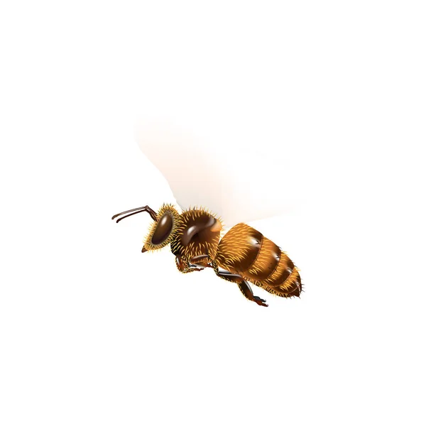 Bee Fly Vector Witte Achtergrond — Stockvector