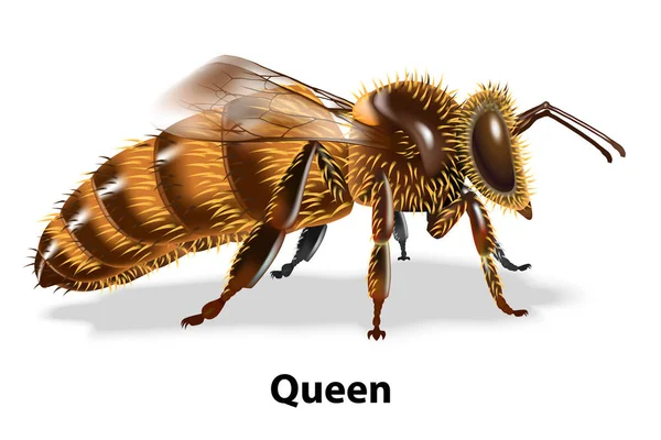 Queen Bee Witte Achtergrond Insect Dat Zichzelf Beschermt Door Steken — Stockvector