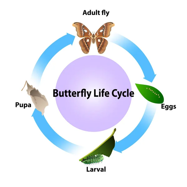 Butterfly life cycle Vector Art Stock Images | Depositphotos