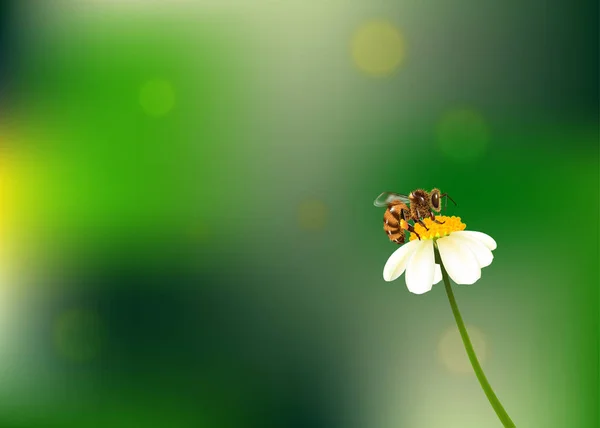 蜜蜂在花矢量 并正在采取花蜜 上散景背景 — 图库矢量图片