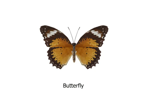 Motýlí Vektor Bílém Pozadí Pro Tisk Všech Grafik — Stockový vektor