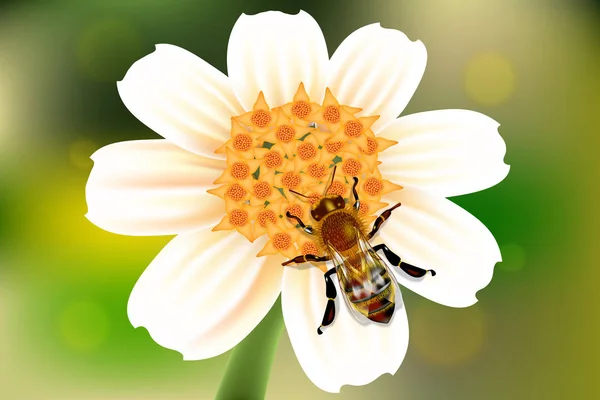 Ape Intorno Fiore Prendere Nettare Sfondo Bokeh — Vettoriale Stock