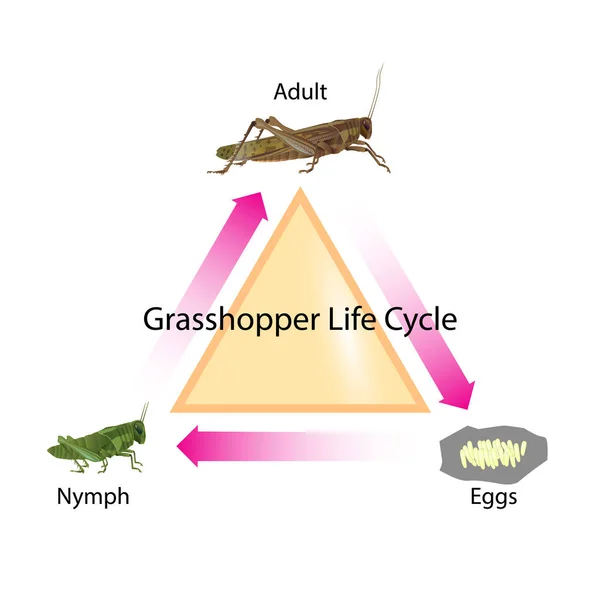 Cykl Życia Grasshopper Dla Wszystkich Grafik Dla Edukacji — Wektor stockowy