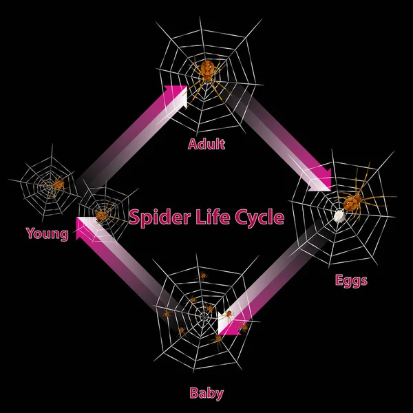 Illustration Vectorielle Cycle Vie Toile Araignée Isolé — Image vectorielle