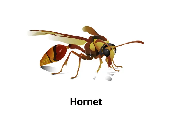 Hornet Bir Böcek Canlı Olarak Altıgen Dekoratif Tasarım Yemek Için — Stok Vektör