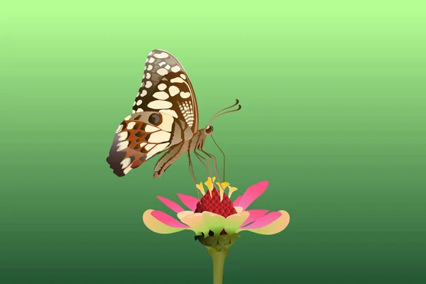 蝴蝶在顶部和吃花蜜 — 图库矢量图片