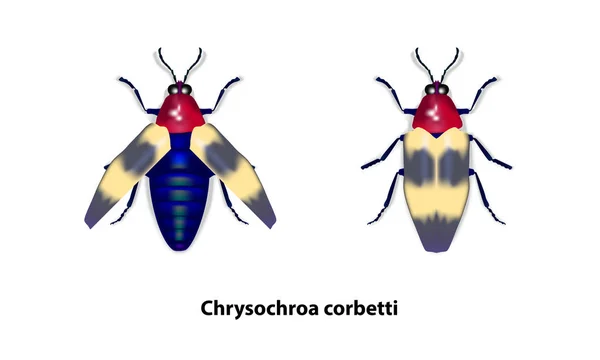 Chrysochroa Korbetti Bílém Pozadí Brouk Nebo Hmyz Izolovat — Stockový vektor