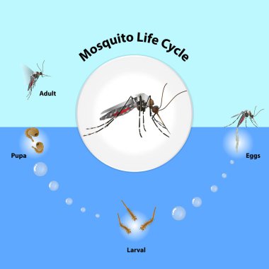 The life cycle of mosquitoes vector Infographic of insect Lay Eggs in water clipart