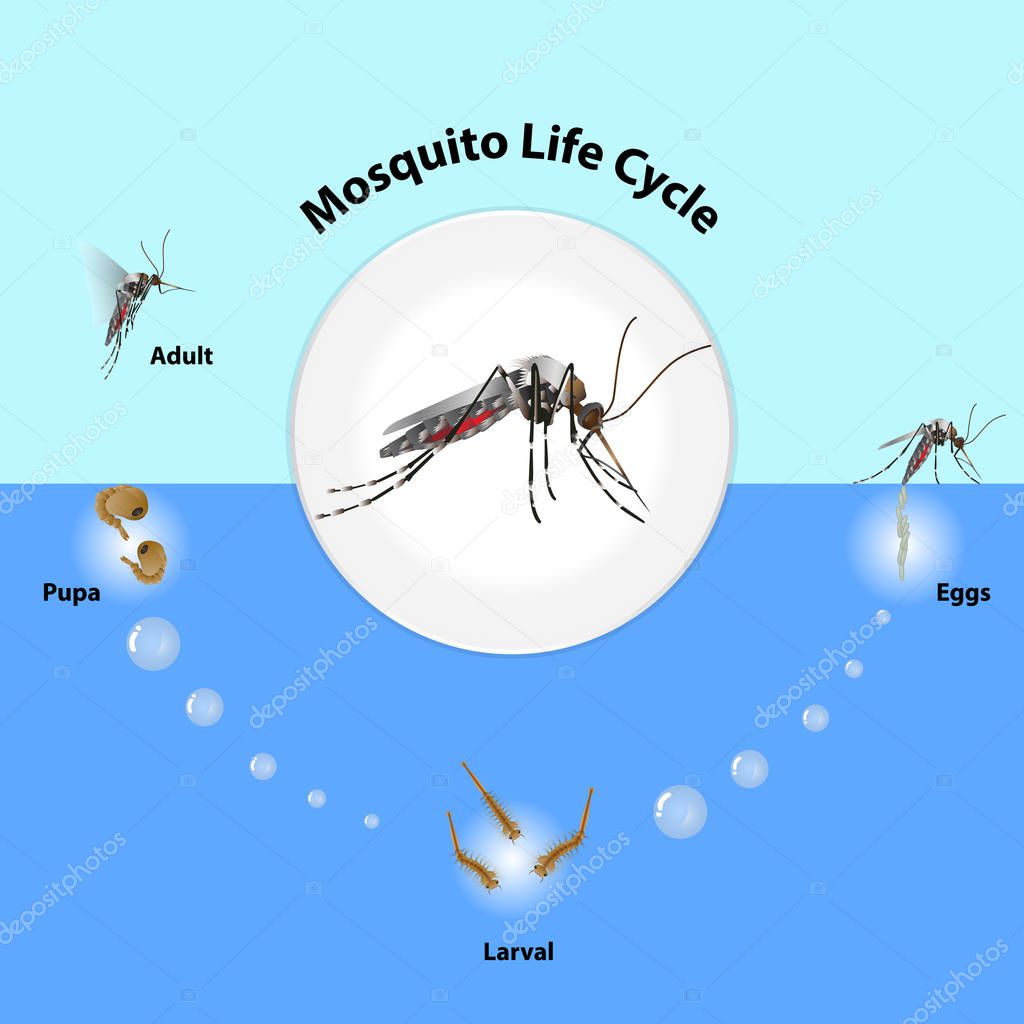 The life cycle of mosquitoes vector Infographic of insect Lay Eggs in water