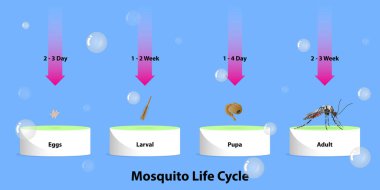 The life cycle of mosquitoes vector Infographic of insect Lay Eggs in water clipart