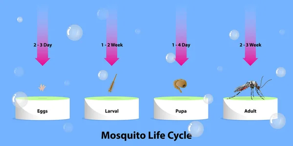 蚊のライフサイクル 水中の昆虫産卵のインフォグラフィック — ストックベクタ