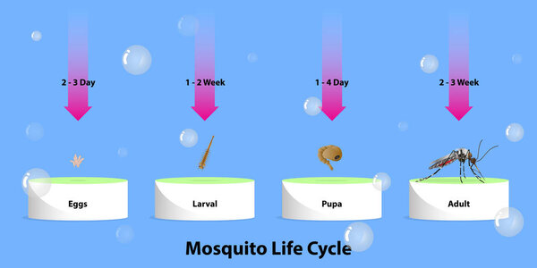 Жизненный цикл вектора комаров Инфографика насекомых Сложные яйца в воде
