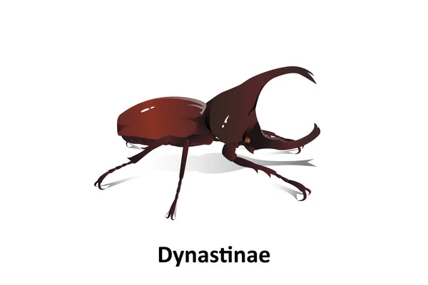 Dynastinae Vector Witte Achtergrond Geïsoleerd — Stockvector