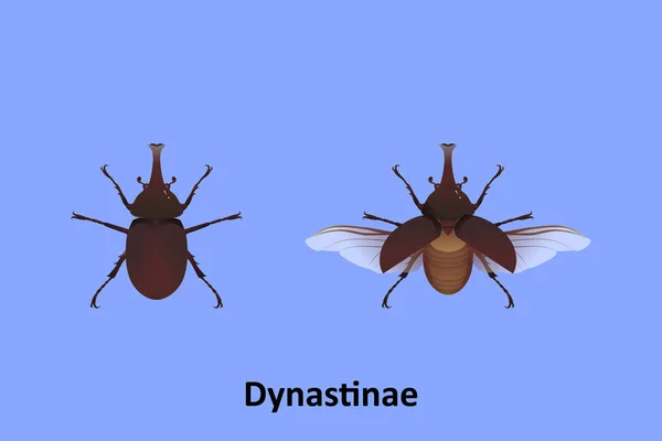 เวกเตอร Dynastinae บนพ นหล — ภาพเวกเตอร์สต็อก
