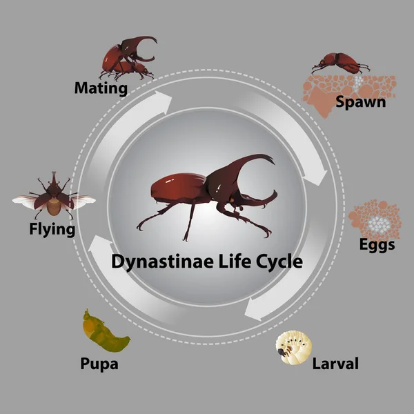 วงจรช ตของ Dynastinae อสายพ างเผ าให — ภาพเวกเตอร์สต็อก