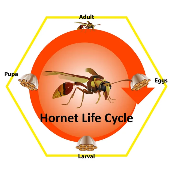 スズメバチのライフサイクルのほとんどは六角形の巣に住んでいます 捕食者の昆虫は自分を守るために刺し傷がある — ストックベクタ
