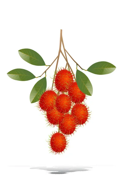 Rambutans Rouges Avec Brindilles Feuilles Sur Fond Blanc — Image vectorielle