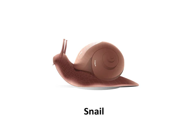 棕色蜗牛在白色背景 它被归类为无脊椎动物 吃植物和水果的食物 — 图库矢量图片