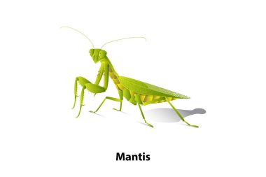 Beyaz arka plan üzerinde yeşil mantis pirinç, vektör, izole.